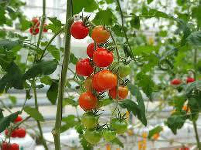 Oliver HYBRID F1 QUALITY TOMATO SEEDS Seed(60 per packet)
