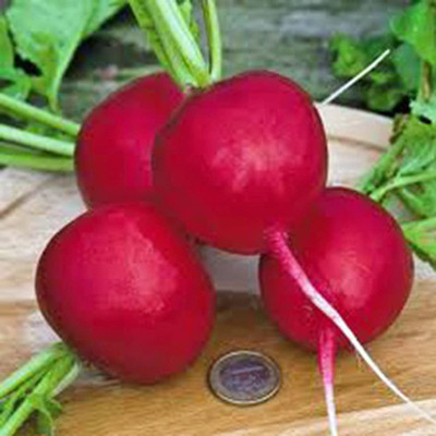 VibeX KGF -3 - Champion Radish - (2250 Seeds) Seed(2250 per packet)