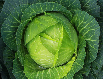 WILLVINE PUAS -XVI Bronco Cabbage Seeds for Planting [50g] Seed(15000 per packet)