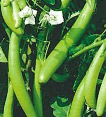 KANAYA Green Long Brinjal Seed(18 per packet)