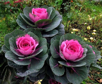 WILLVINE MEH -VII Flowering Kale Large Leaf Mix Ornamental Cabbage [50g] Seed(15000 per packet)