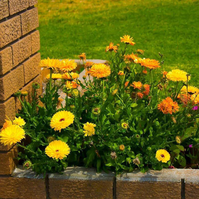 Lorvox Calendula: Ball's Orange Flower Seed(80 per packet)