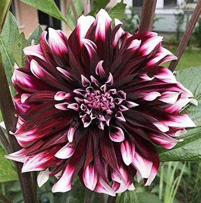 CYBEXIS Mix Color Rare Dahlia Seeds Seed(1 g)