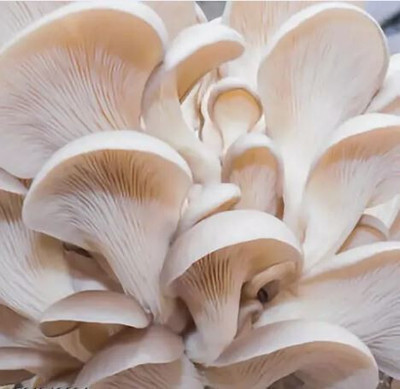 SUPRIKAM FULL OF NUTRANT FLESHY OYSTER MASHROOM SPAWN/ Seed(70 per packet)