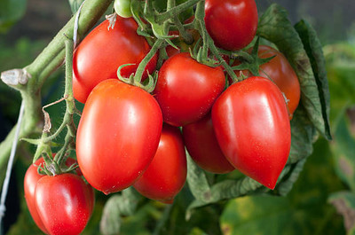 manushya life tomato Seed(90 per packet)