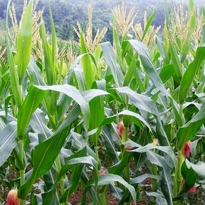 CYBEXIS Multi-color Natural Corn Seeds2000 Seeds Seed(2000 per packet)