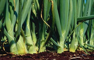 KANAYA Onion Red Kanda Vegetable Seed(40 per packet)