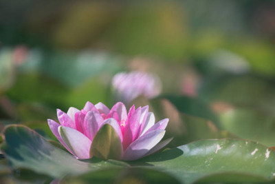 DORVIK lotus,kamal gatta Seed(10 per packet)