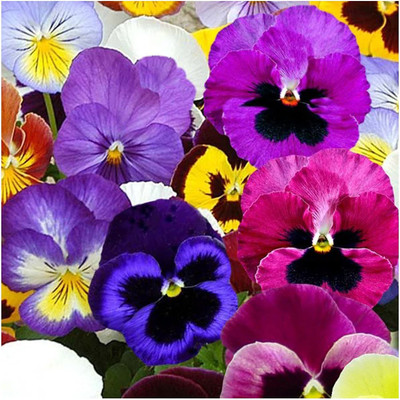 KANAYA Pansy Seed(23 per packet)
