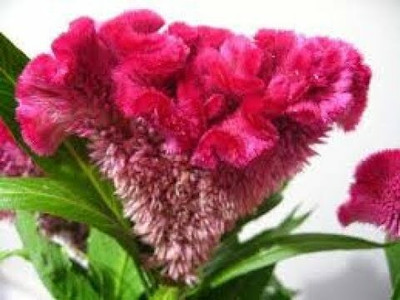 Mozette Exotic cocksomb Seed(16 per packet)