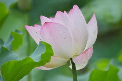 MAA lotus,kamal seeds Seed(5 per packet)