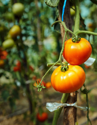 PROWSEED tomato Seed(135 per packet)