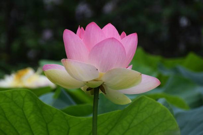 ginnienterpris lotus,kamal seeds Seed(15 per packet)