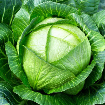 BDSresolve chinese cabbage seeds Seed(10 per packet)