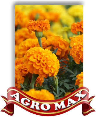 the green dotcom MARIGOLD DOUBLE MIX Seed(55 per packet)