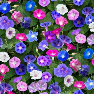 Qualtivate HUA-126 Morning Glory Flower Seeds Seed(50 per packet)