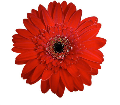Mozette Exotic daisy red Seed(17 per packet)