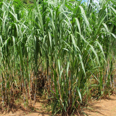 Recron Seeds Super Napier Grass Seed High Yield, Organic Seeds, Home Garden Seed(500 per packet)