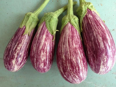 KNESSiN Rosa Bianca Brinjal Seeds-[5gm] Seed(1000 per packet)