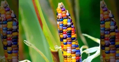 KNESSiN ORGANIC Exotic Glass Gem Corn Seeds Seed(200 per packet)