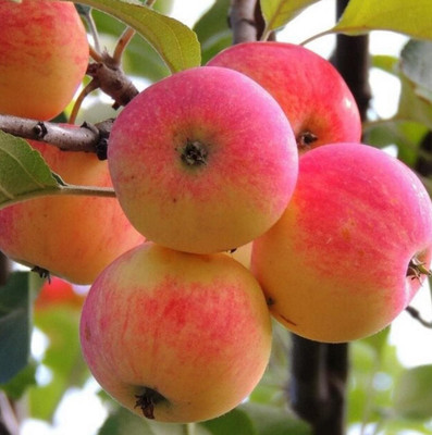 ACMS RED APPLE JK-878 SEEDS FOR HOME GARDEN Seed(35 per packet)