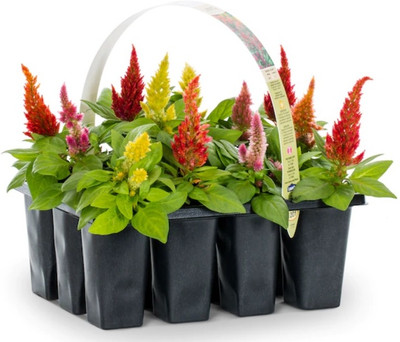 ZIXA Multicolor Celosia Seed(20 per packet)