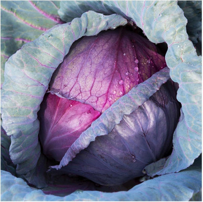 WILLVINE MEH -I Red Acre Cabbage Seeds [50g] Seed(15000 per packet)