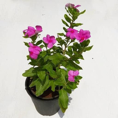 Lorvox Hybrid Imported Vinca Flower Seed(85 per packet)