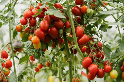 Fabkart tomato Seed(140 per packet)