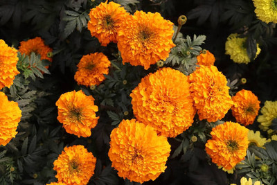 ZIXA marigold/gende ka phool flower seeds Seed(75 per packet)
