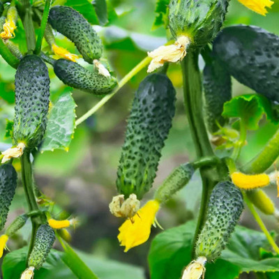 naturehils Cucumber Seeds for Home Gardening, F1 Hybird Seeds for Farming Seed(50 per packet)