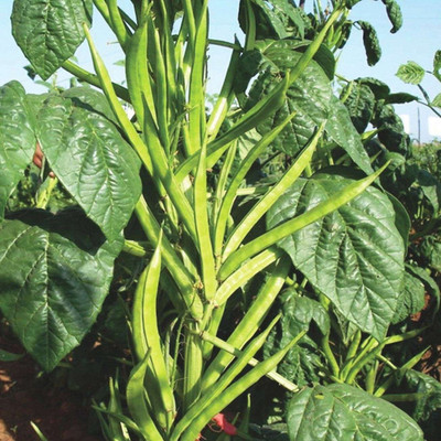 Quentova Cluster Beans Gavar-7Y-HUA Seed(75 per packet)