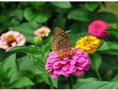 Quentova Zinnia Lilliput Mix-AJ-9U Seed(75 per packet)