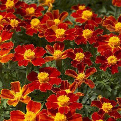VibeX VXI-2 - Disco Red French Marigold - (2250 Seeds) Seed(2250 per packet)