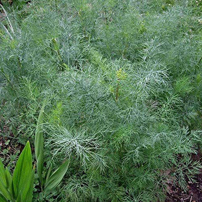 VibeX LXI-22 - Dill - Hera Organic - (2250 Seeds) Seed(2250 per packet)