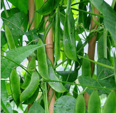 SELOW Lima Beans Vegetable Garden Seed(20 per packet)