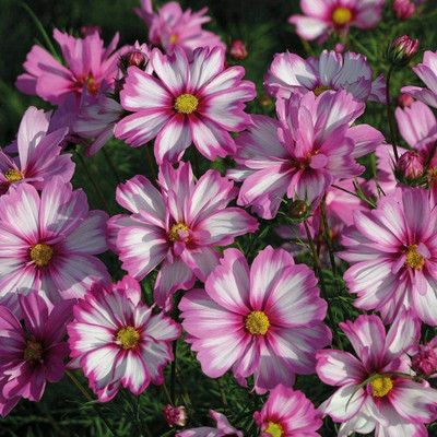 CYBEXIS Cosmos Bipinnatus ‘Capriola’ Seed(50 per packet)