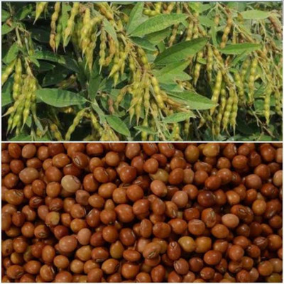 HYBRID 100g Toor dal/ arhar dal/ red gram seeds highest yield variety early fruiting Seed(1 per packet)