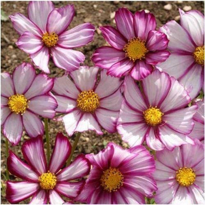 CYBEXIS NBIR-8 - Capriola Cosmos Flower - (30 Seeds) Seed(30 per packet)