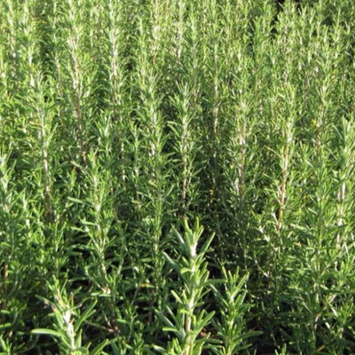 CYBEXIS NBIR-76 - Rosemary Rosmarinus officinalis - (750 Seeds) Seed(750 per packet)