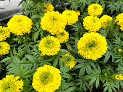 Lampre marigold/gende ka phool flower seeds Seed(50 per packet)
