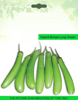 CYBEXIS Hybrid Brinjal Green Long600 Seeds Seed(600 per packet)