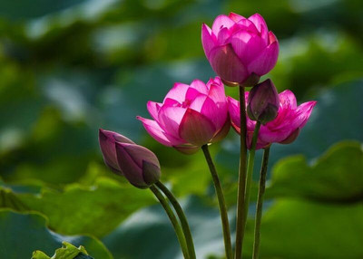 LPR LOTUS,KAMAL Seed(50 per packet)