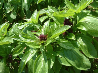 Qualtivate PUAS-180 Sweet Large Leaf Thai Basil Seed Seed(1000 per packet)