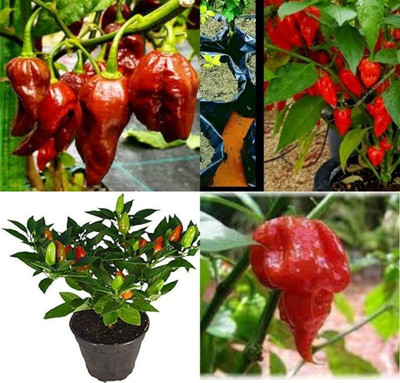 ibains Red chilli seeds beez 43 Seed(43 per packet)