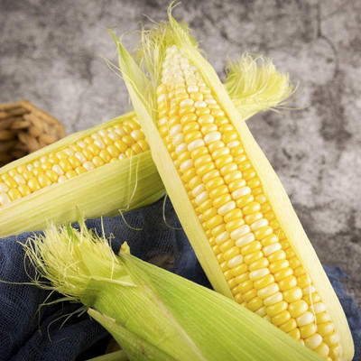 KNESSiN Corn Seed(1250 per packet)
