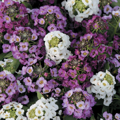 Avysa Clear Crystal White Purple Alyssum Seed(80 per packet)