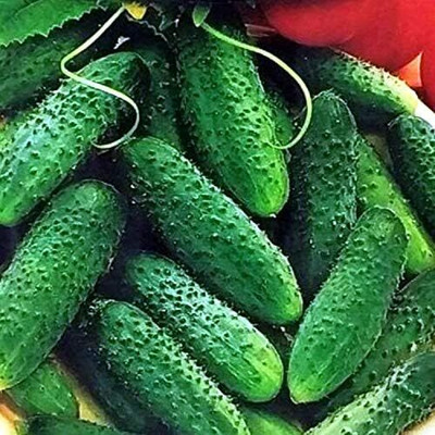 Qualtivate ICRA-8A Cucumber Parisian Gherkin Pickling Seed(300 per packet)