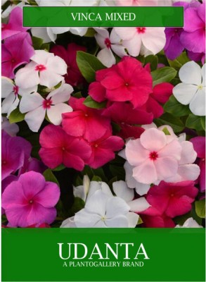 Udanta Vinca Mix All Season Flowers Seeds Avg 30-40 Each Packet Seed(1 per packet)