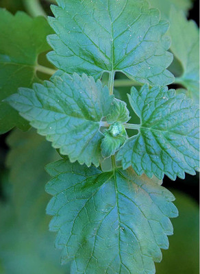 VibeX XLL-52 - Catnip Nepeta Cataria - (1500 Seeds) Seed(1500 per packet)